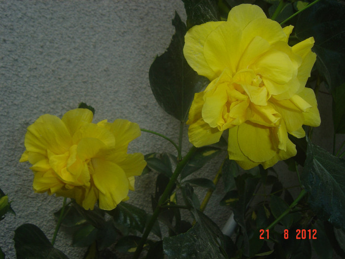 Picture 293 - 09-2012-HIBISCUS