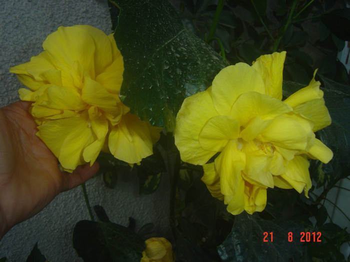 Picture 294 - 09-2012-HIBISCUS
