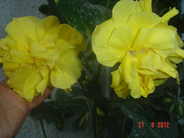 Picture 295 - 09-2012-HIBISCUS