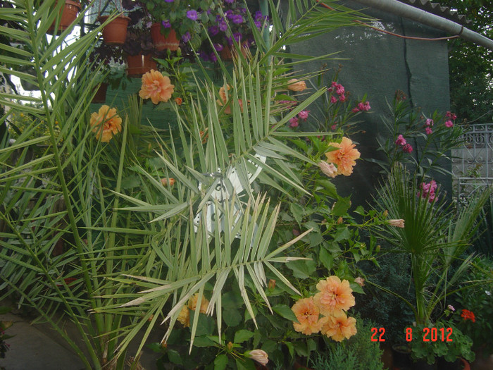 Picture 296 - 09-2012-HIBISCUS