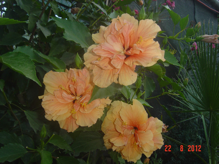 Picture 297 - 09-2012-HIBISCUS