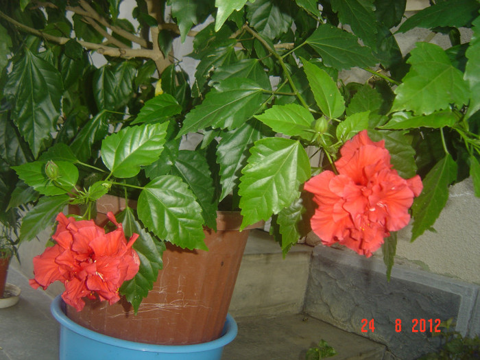Picture 300 - 09-2012-HIBISCUS