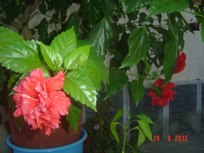 Picture 301 - 09-2012-HIBISCUS