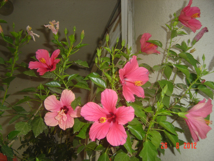 Picture 321 - 09-2012-HIBISCUS