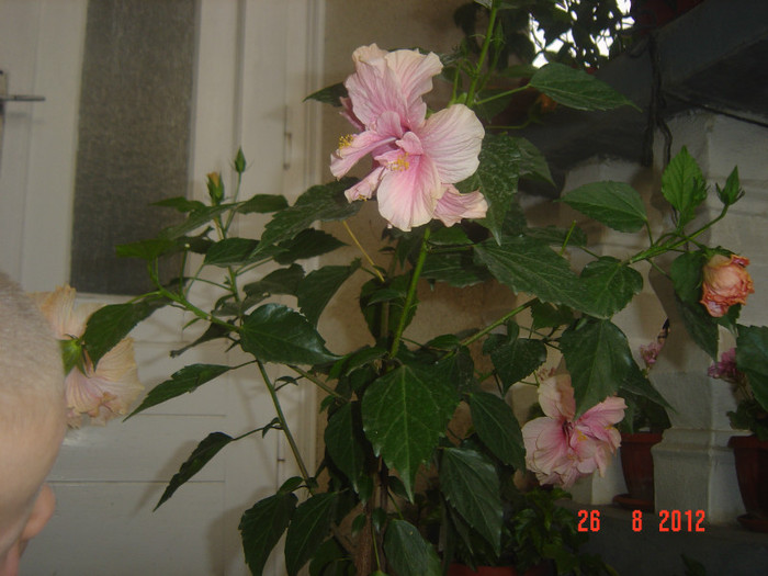 Picture 323 - 09-2012-HIBISCUS