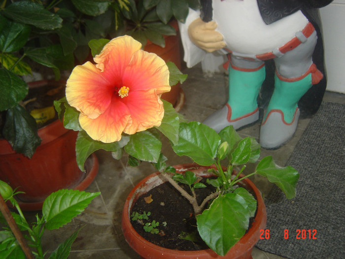 Picture 324 - 09-2012-HIBISCUS