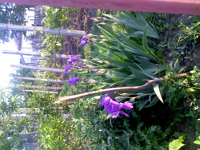 IMG00226; iris mov

