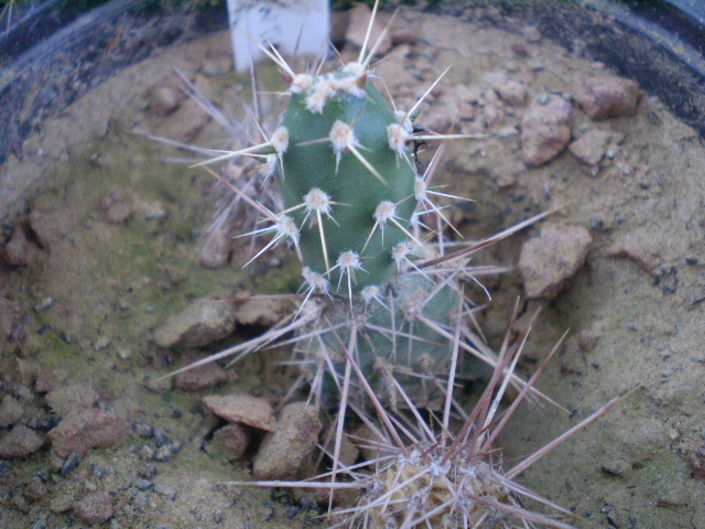Opuntia phaeacanta v. minor - Opuntia 2012