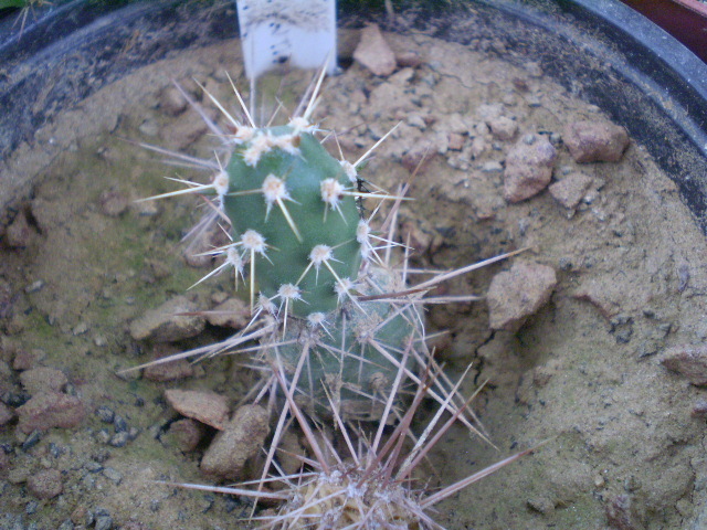 Opuntia phaeacanta v. minor - Opuntia 2012