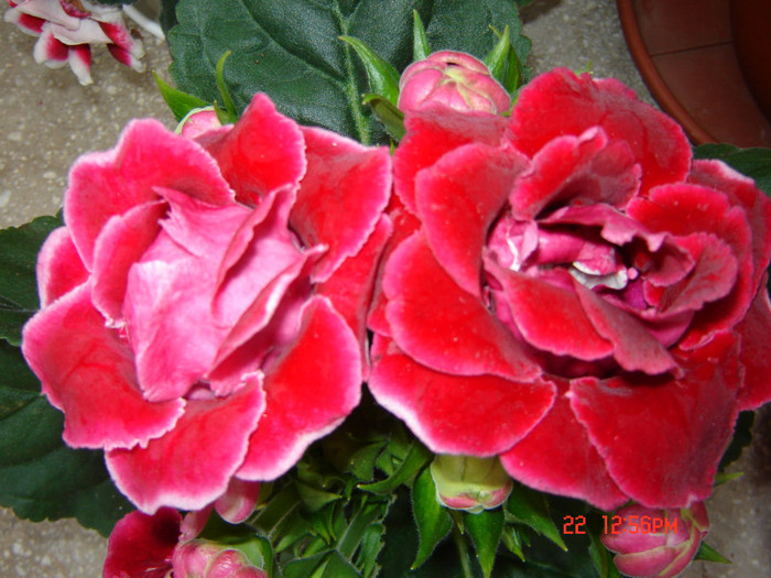 DSC03926