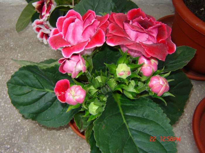 DSC03927