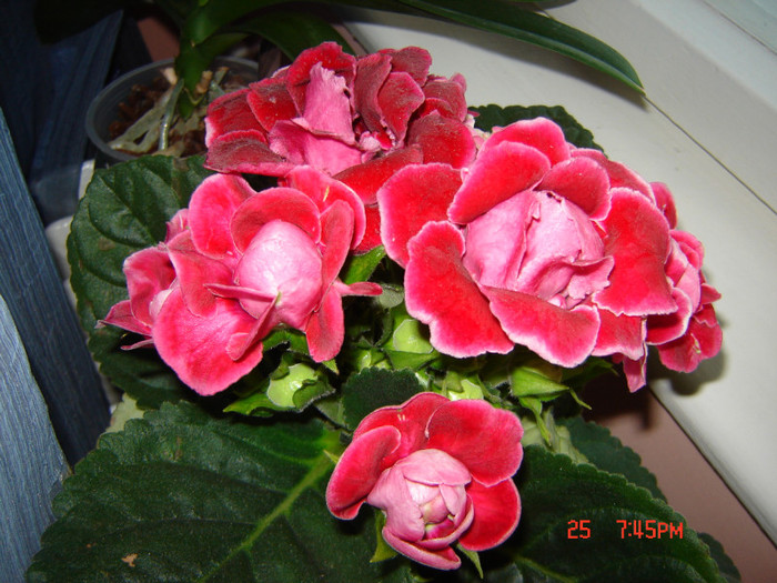 DSC03928