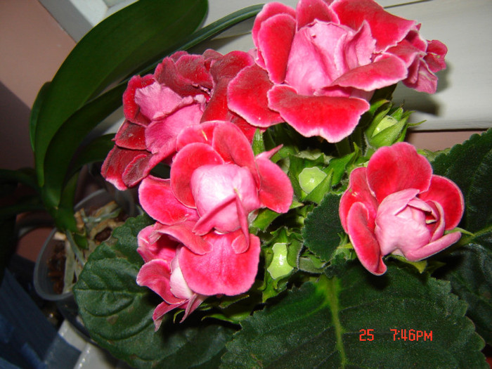 DSC03931