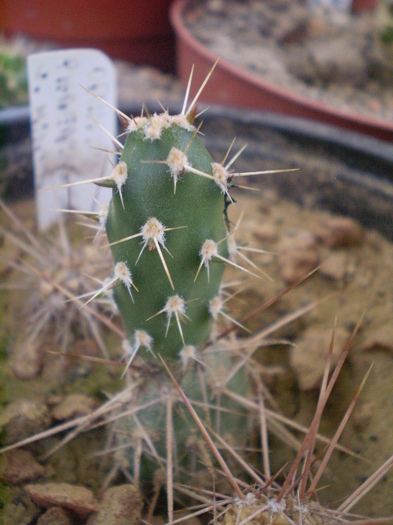 Opuntia phaeacanta v. minor - Opuntia 2012