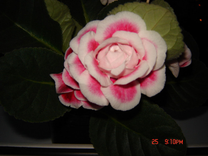 DSC03932 - FLORI 2012
