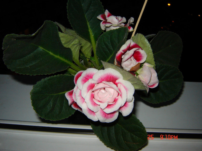 DSC03933
