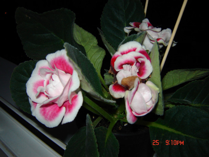 DSC03934