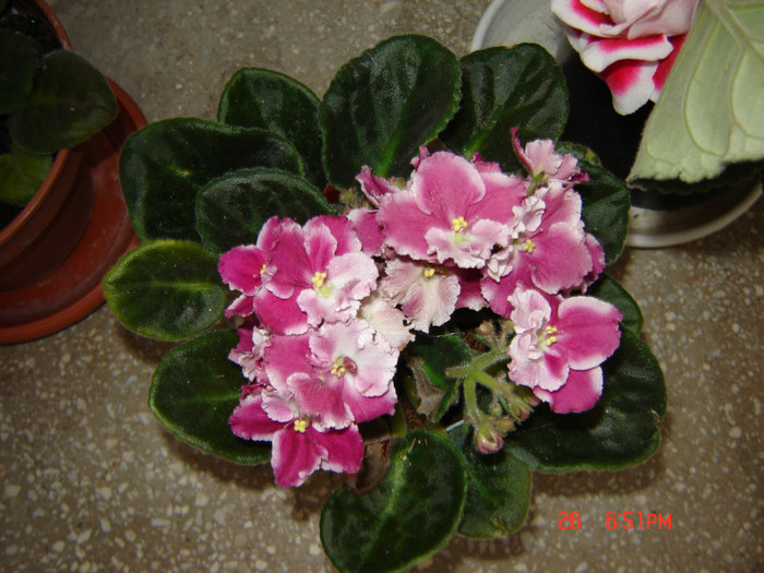 DSC03937