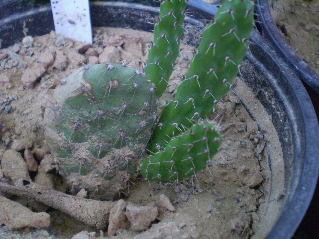 Opuntia quiana - Opuntia 2012