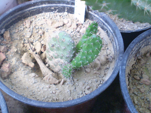 Opuntia quiana