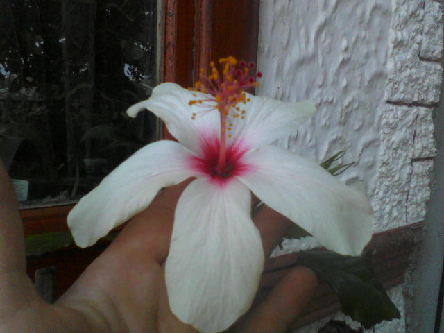 P26-08-12_12.34 - hibiscus