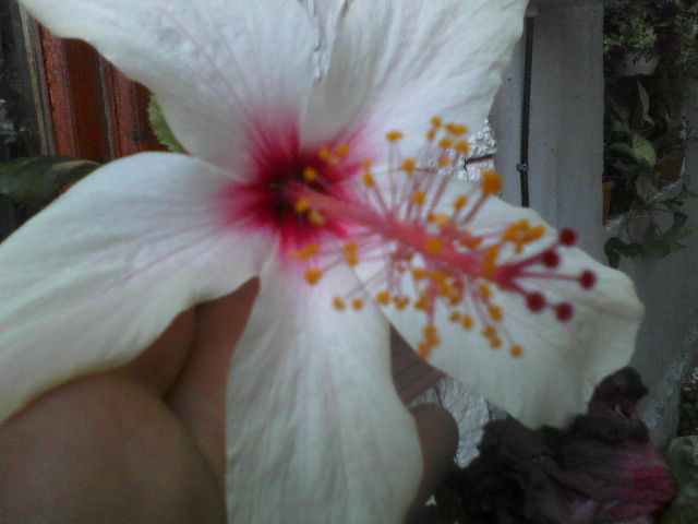 P26-08-12_12.34[1] - hibiscus