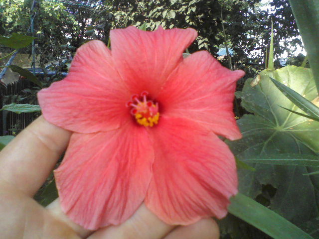 P26-08-12_12.35[1] - hibiscus