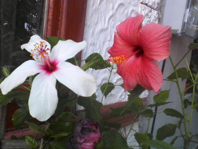P26-08-12_12.35[2] - hibiscus