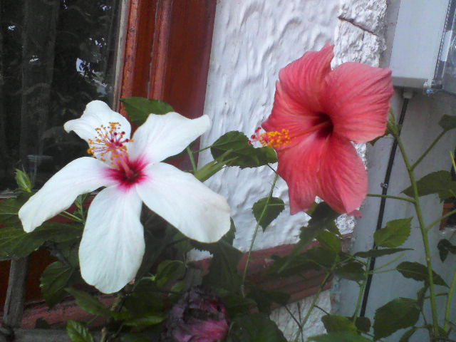 P26-08-12_12.35[3] - hibiscus