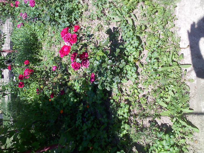 IMG00411
