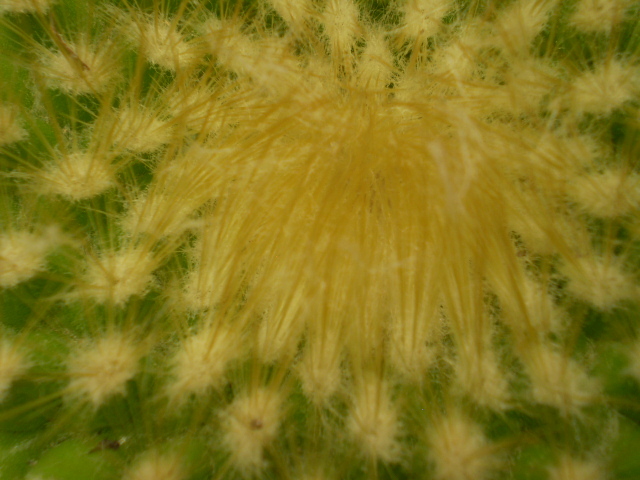 Parodia chrysacanthion - Parodia