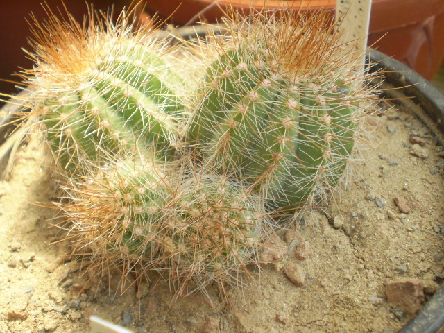 Parodia mirabilis