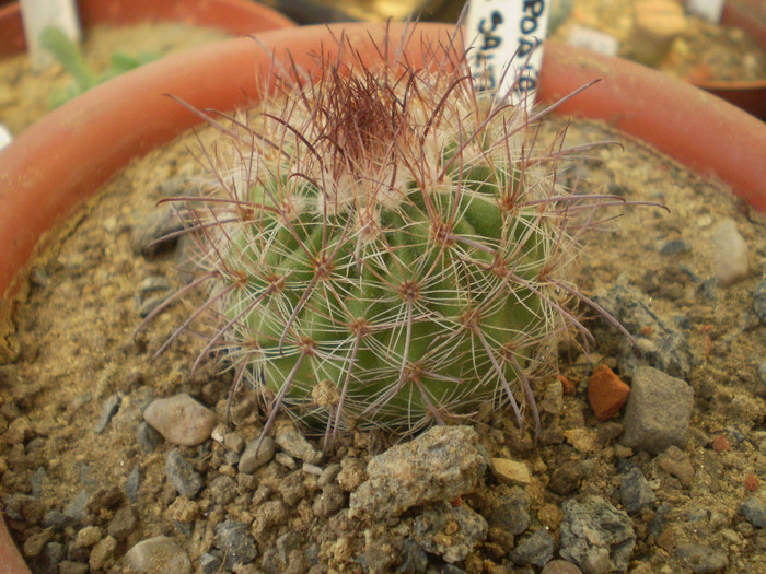 Parodia sp. Salta