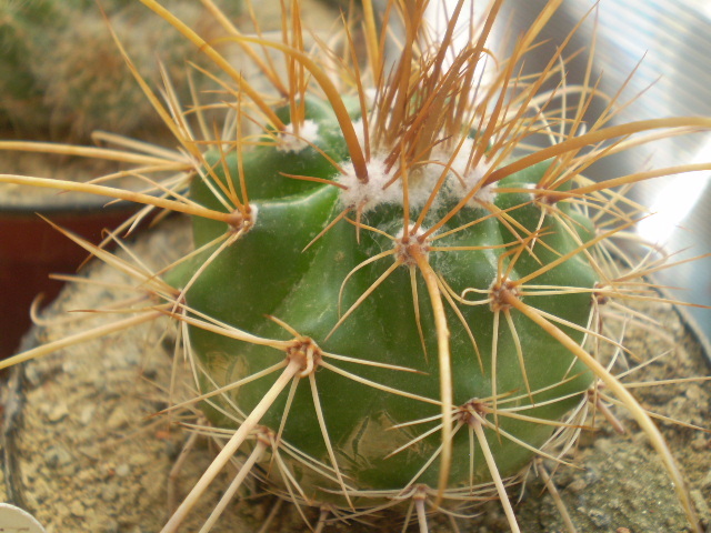 Parodia splendens - Parodia