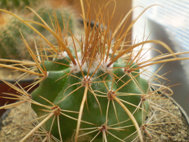 Parodia splendens