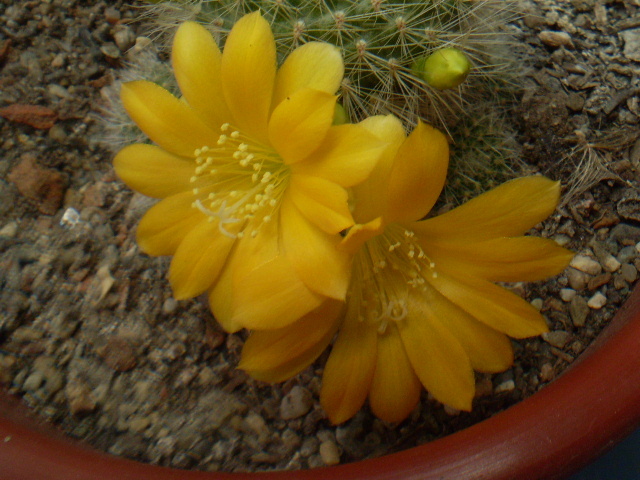 Rebutia senilis kesseleringiana - Rebutia 2012