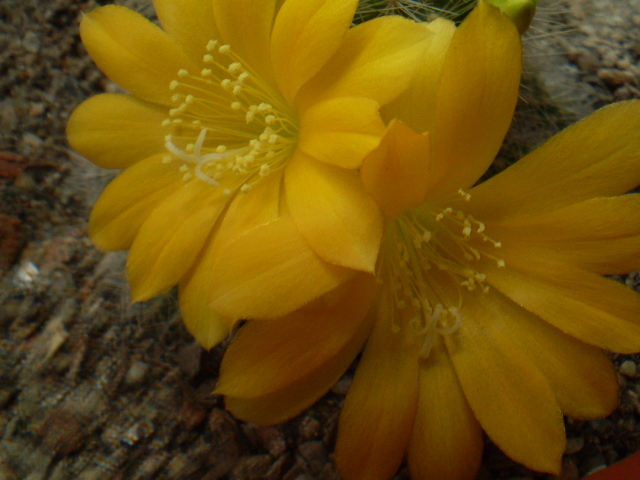 Rebutia senilis kesseleringiana - Rebutia 2012