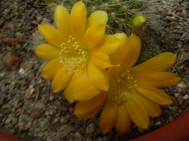 Rebutia senilis kesseleringiana - Rebutia 2012