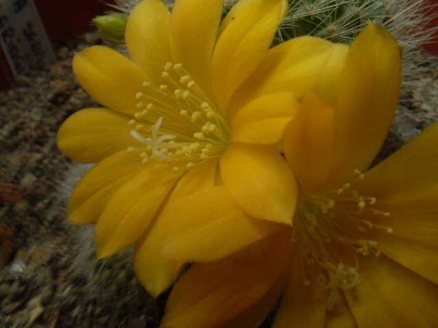 Rebutia senilis kesseleringiana - Rebutia 2012