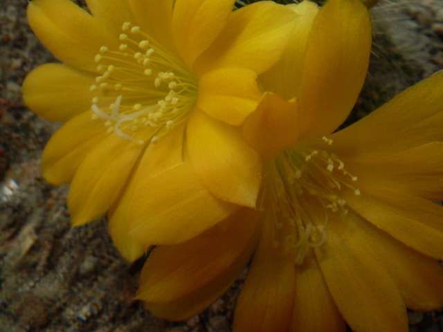 Rebutia senilis kesseleringiana