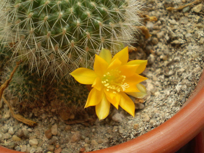 Rebutia senilis kesseleringiana