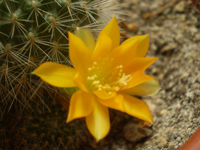 Rebutia senilis kesseleringiana Rebutia senilis kesseleringiana