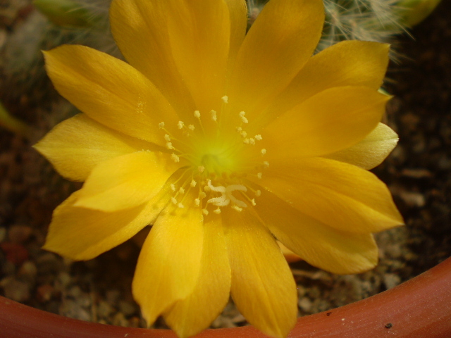 Rebutia senilis kesseleringiana - Rebutia 2012