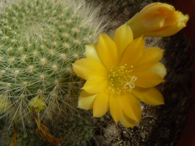 Rebutia senilis kesseleringiana