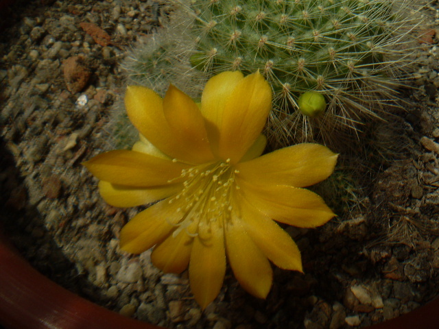 Rebutia senilis kesseleringiana