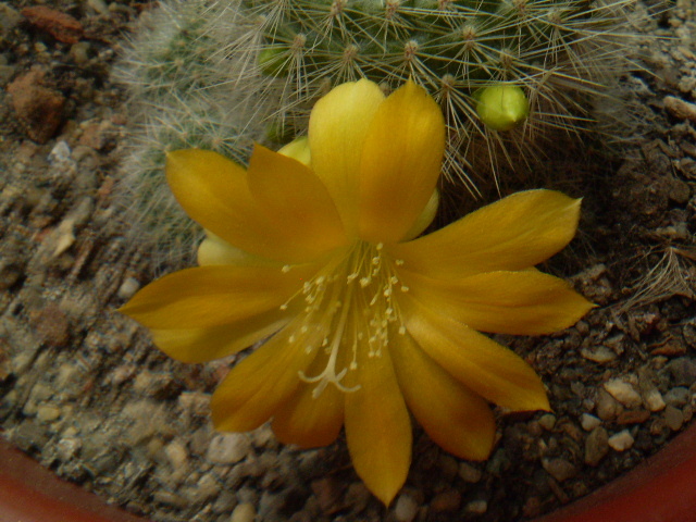 Rebutia senilis kesseleringiana - Rebutia 2012