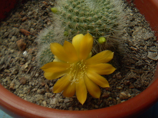 Rebutia senilis kesseleringiana - Rebutia 2012