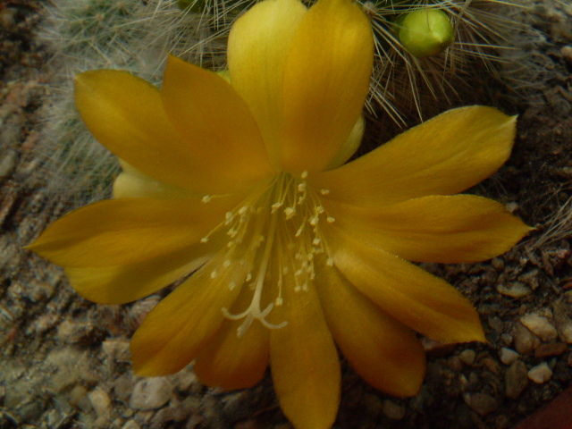 Rebutia senilis kesseleringiana