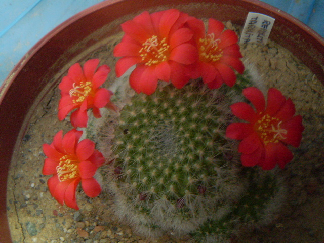 Rebutia tarvitaensis - Rebutia 2012