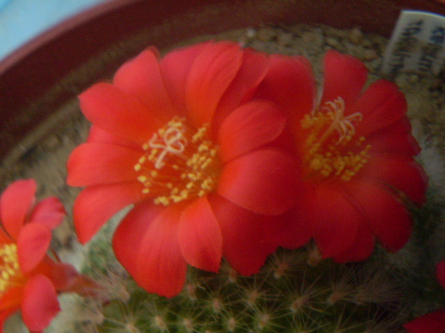 Rebutia tarvitaensis - Rebutia 2012